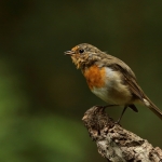 roodborst