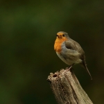 roodborst