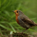 roodborst