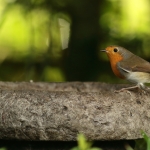 roodborst