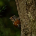 roodborst