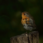 roodborst