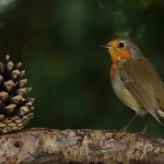 roodborst