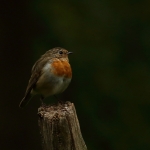 roodborst