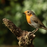roodborst