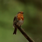 roodborst