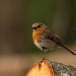 roodborst