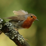 roodborst