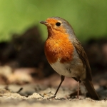 roodborst