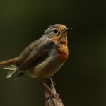 roodborst