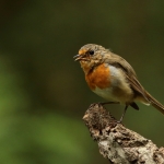 roodborst