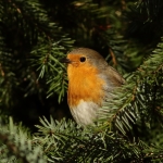 roodborst