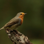 roodborst
