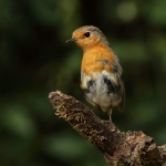 roodborst