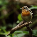 roodborst