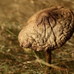 Paddestoelen