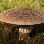 Paddestoelen