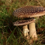 Paddestoelen