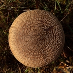 Paddestoelen