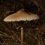 Paddestoelen