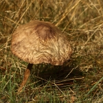 Paddestoelen