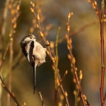 Vogels