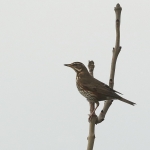 Vogels