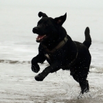Honden