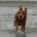 Honden