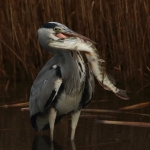 De reiger