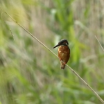ijsvogel