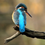 ijsvogel