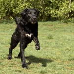 Honden