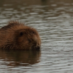 bever