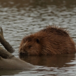 bever