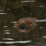 bever