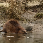 bever