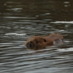 bever