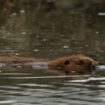 bever