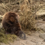 bever