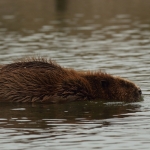 bever