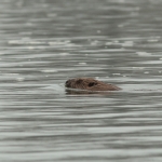 bever
