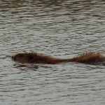 bever