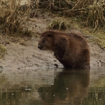 bever