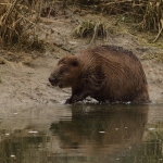 bever