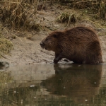bever