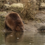 bever