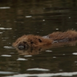 bever