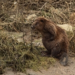 bever