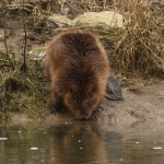 bever